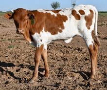 Hercules x monika heifer 935