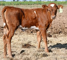 hercules x promenade heifer