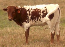 754 (Heifer x Lemora)