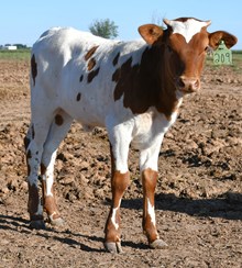 Hercules X monika heifer 941