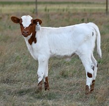 Hercules X Dragon Ice heifer