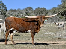 BRAZOS ALANA 998