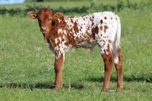 Red River Wildfire Bull Calf
