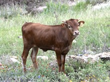 KDK WILD AQUILA