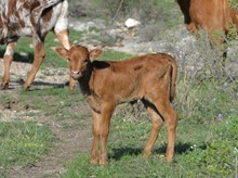 KDK HERC'S ARIES