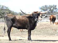 KDK HERC’S BELLATRIX