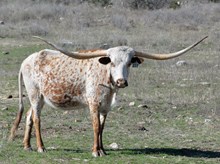 KDK BRAVO’S BO PEEP