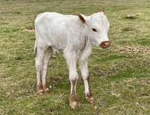 Bull calf (KDK Wildfire x Lucky Ducky)