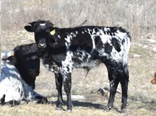 KDK CAPTAIN JACK 575