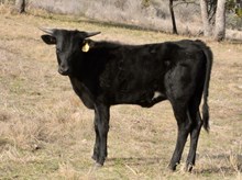 KDK PEG'S CONNIE 561