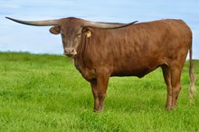 KDK HERC'S ARIES