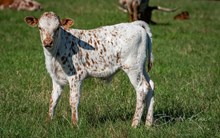 Kettle's Twister x KDK Thor bull