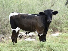KDK MIGUEL 553
