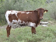 KDK PEG’S PRISCILLA 548