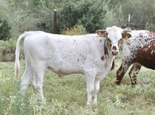 KDK SULLY 534