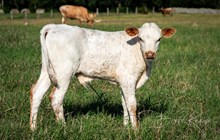DH Pharlaps Star x KDK Thor bull 