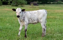 CK I Bee Shy x KDK Thor heifer