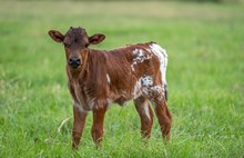 CK What's the Buzz x KDK Thor heifer