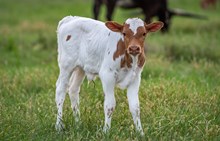 RC Brews Million x KDK Thor bull