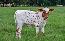 CK Shiloh's Tattoo x KDK Thor bull