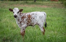 CK Bee's Bit O Honey x KDK Thor bull