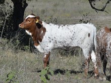 KDK LEO'S DUCHESS 576