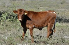 KDK PEG'S BONNIE 577