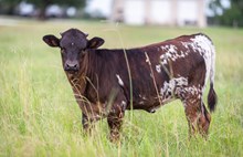 CK What's the Buzz x KDK Thor heifer