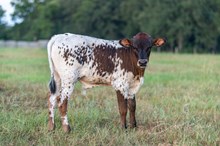 Helm Desiree 535 x KDK Thor bull