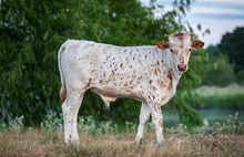 Kettle's Twister x KDK Thor bull