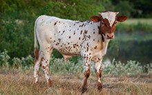 CK Shiloh's Tattoo x KDK Thor bull