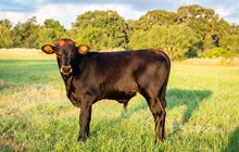 Misty Rio x KDK Thor bull