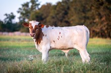 RC Brews Million x KDK Thor bull