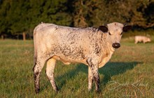 CK I Bee Shy x KDK Thor heifer