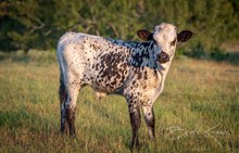 CK Bee's Bit O Honey x KDK Thor bull