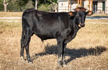 Misty Rio x KDK Thor bull