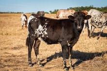 CK What's the Buzz x KDK Thor heifer