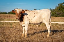 RC Brews Million x KDK Thor bull