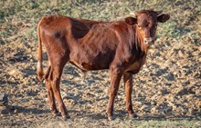 Creamy Hot x KDK Thor bull