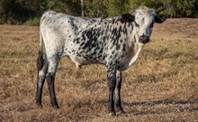 CK Bee's Bit O Honey x KDK Thor bull