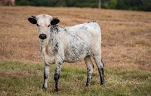 CK I Bee Shy x KDK Thor heifer