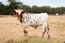 CK Shiloh's Tattoo x KDK Thor bull