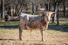 Kettle's Twister x KDK Thor bull