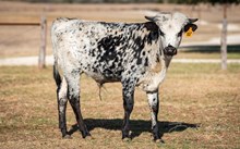 CK Bee's Bit O Honey x KDK Thor bull