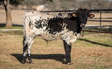 Helm Desiree 535 x KDK Thor bull