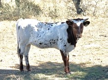 KDK LEO'S DUCHESS 576