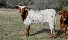 KDK LEO'S DUCHESS 576