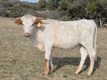 KDK EAGLE’S ELASTIGIRL