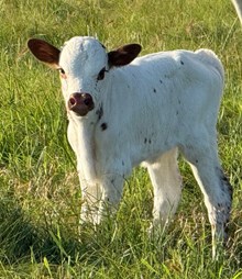 HERCULES X SNAKEBITE  bull