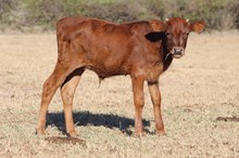 2021 Mike's Aussie Lady bull